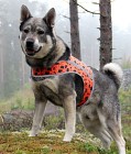 Brava Rokka Reflective Vest